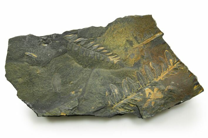 Fossil Seed Fern (Alethopteris & Pecopteris) Plate - Pennsylvania #377514